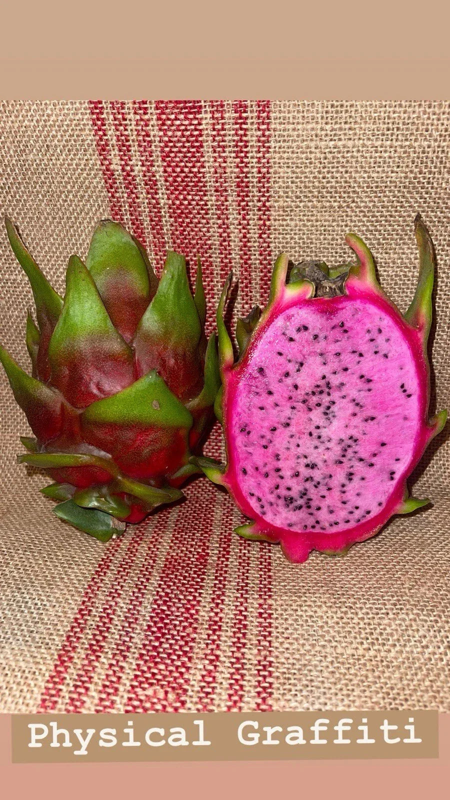 Dragon Fruit Cuttings - Physical Graffiti Variety - Hylocereus undatus - Exotic Tropical Fruit Plant for Garden or Container