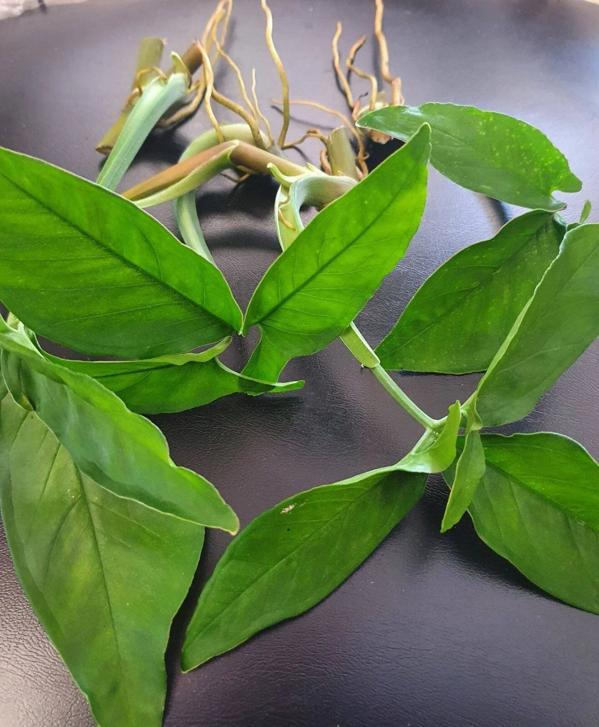 All Green Rare Syngonium Cuttings - 5 Air-Rooted Leaf Clippings, Indoor Plant, Easy Grower, Syngonium podophyllum