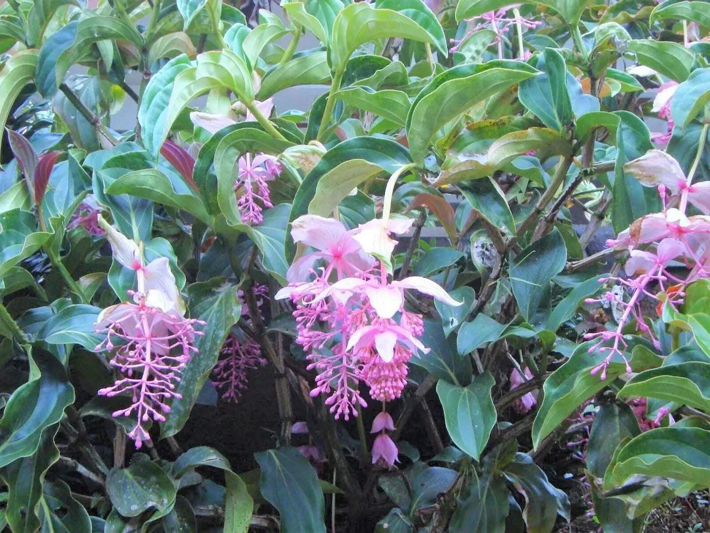 Royal Chandelier Medinilla Plant | Live Well-Rooted Starter | Rare Exotic Medinilla magnifica Indoor Plant