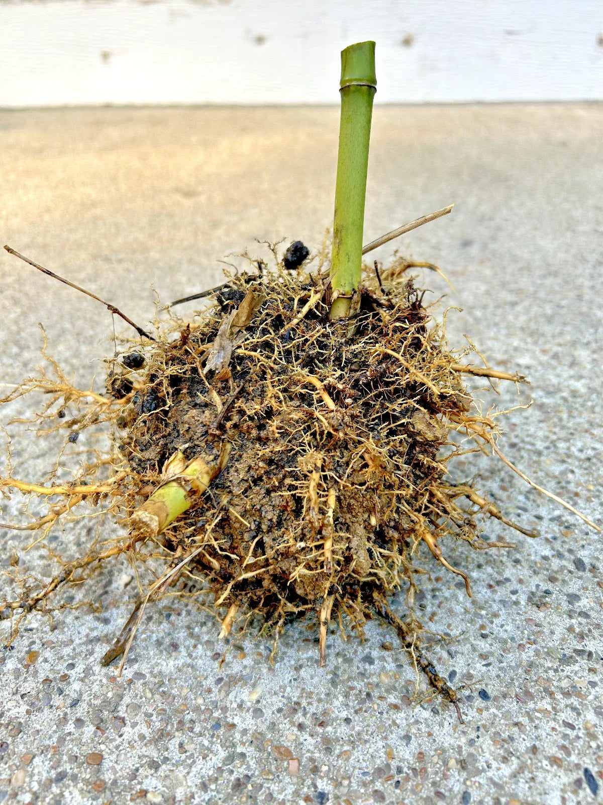 Live Seabreeze Bamboo Root, 5-inch Rhizome Bambusa vulgaris for Privacy Screen & Garden Planting