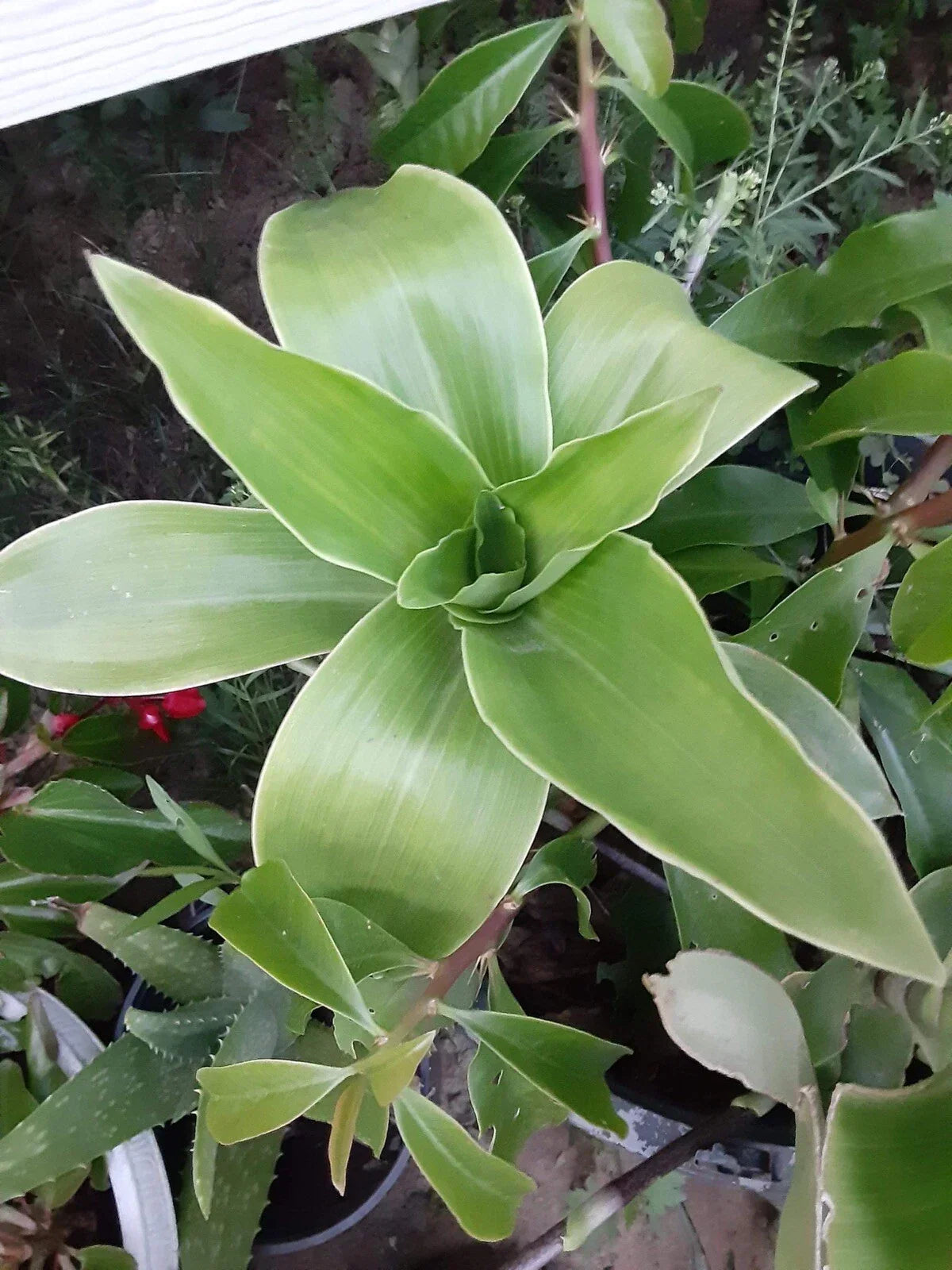 Basket Plant Cutting - Callisia Fragans Trailing Houseplant for Indoor Decor, No Roots, Hanging Basket, Easy Care