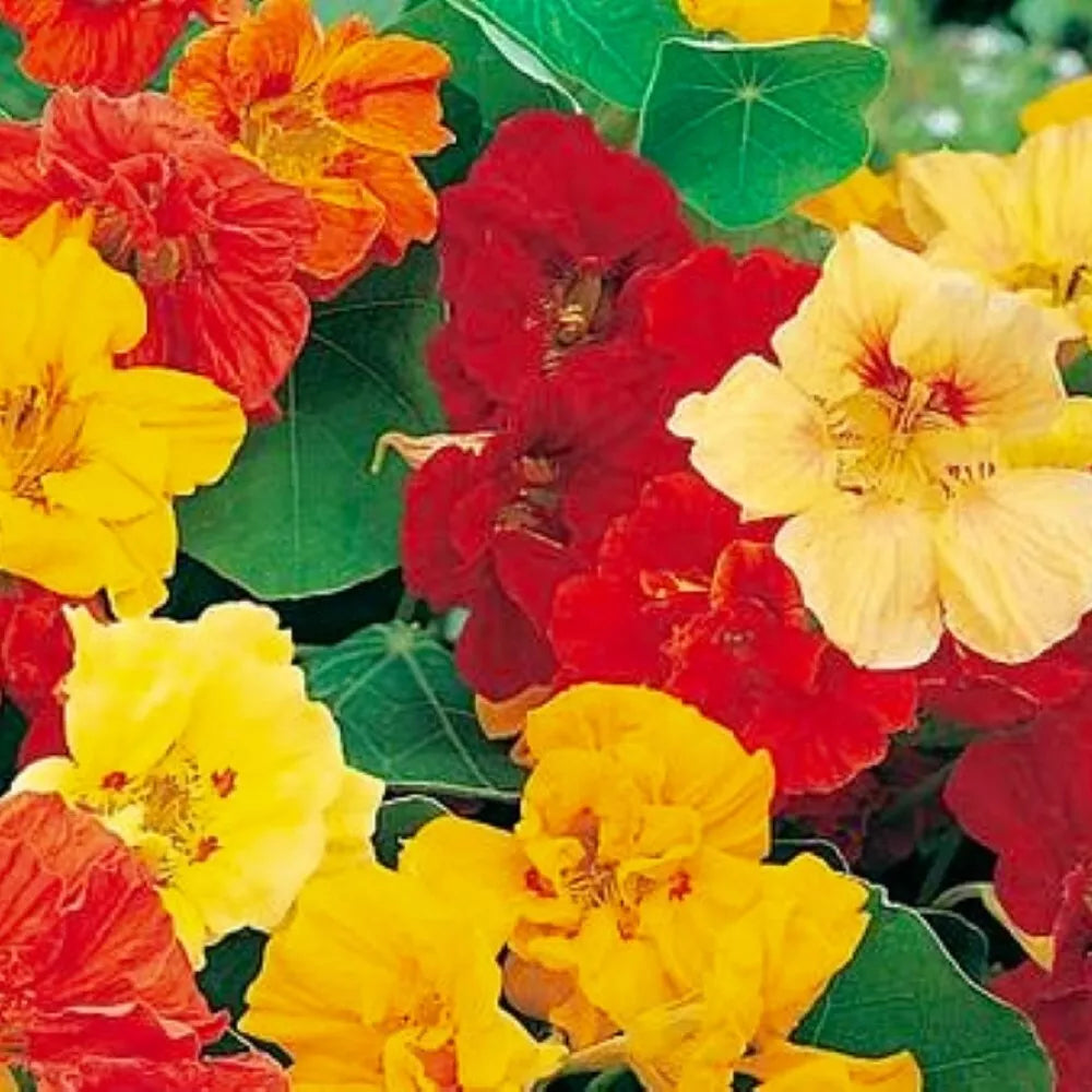 Nasturtium Seeds Jewel Mix Non-GMO Heirloom Flower Seeds for Gardens, Containers, Borders, Edible Blooms