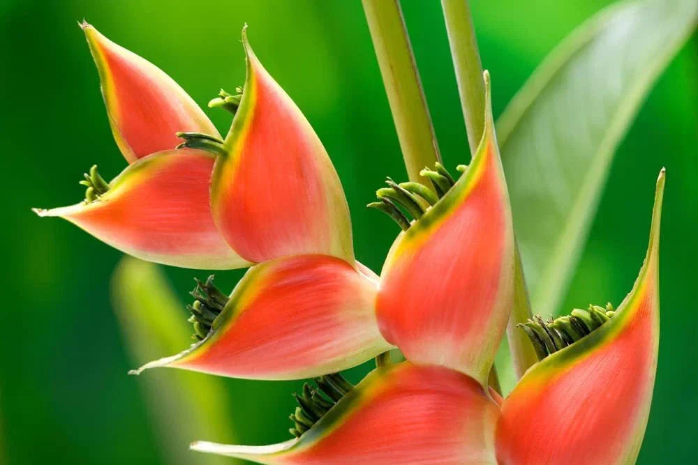 Heliconia Champneana Seeds - 10 Tropical Banana Plant Seeds for Planting