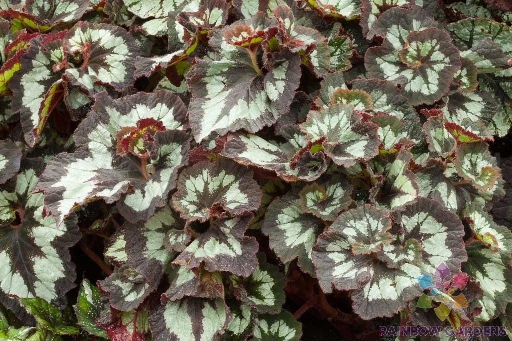 China Curl Begonia Seeds - 25+ Seeds for Garden Planting - Begonia x tuberhybrida