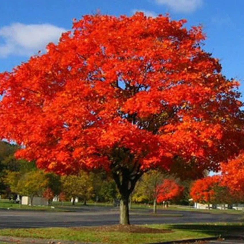 Northern Red Oak Live Plant Set of 2, 18-24 Inches, Quercus rubra, Hardy Shade Tree