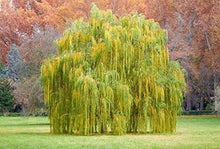 Outdoor STEM Project Kit | Weeping Willow Tree | Grow Your Own | Salix babylonica | Educational for Kids