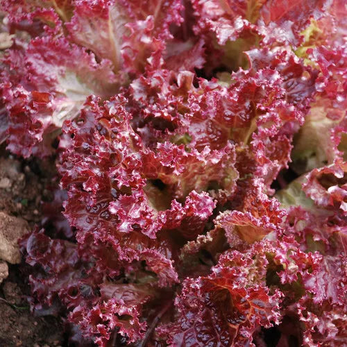 Lettuce Seeds 250 Count - Lolla Rosa Red Leaf - Non-GMO Lactuca sativa Garden Seeds for Salads & Containers