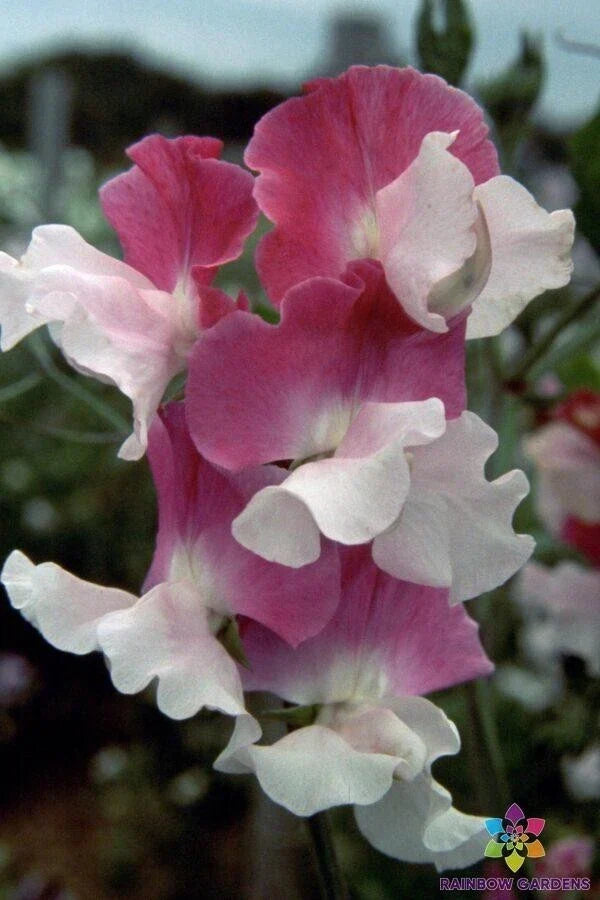 Route 66 Sweet Pea Seeds - 50+ Lathyrus odoratus Seeds - USA Made