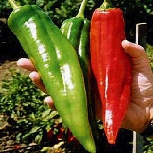 Big Jim Pepper Seeds - Heirloom Organic Non-GMO Hot Capsicum Annuum Seeds for Gardening, Salsa & Grilling