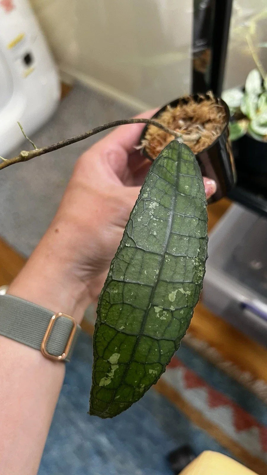 Hoya Clemensiorum Cutting 2-inch Pot with Red and White Blooms, Trailing Houseplant, Easy Care, Air-Purifying, Indoor Plant