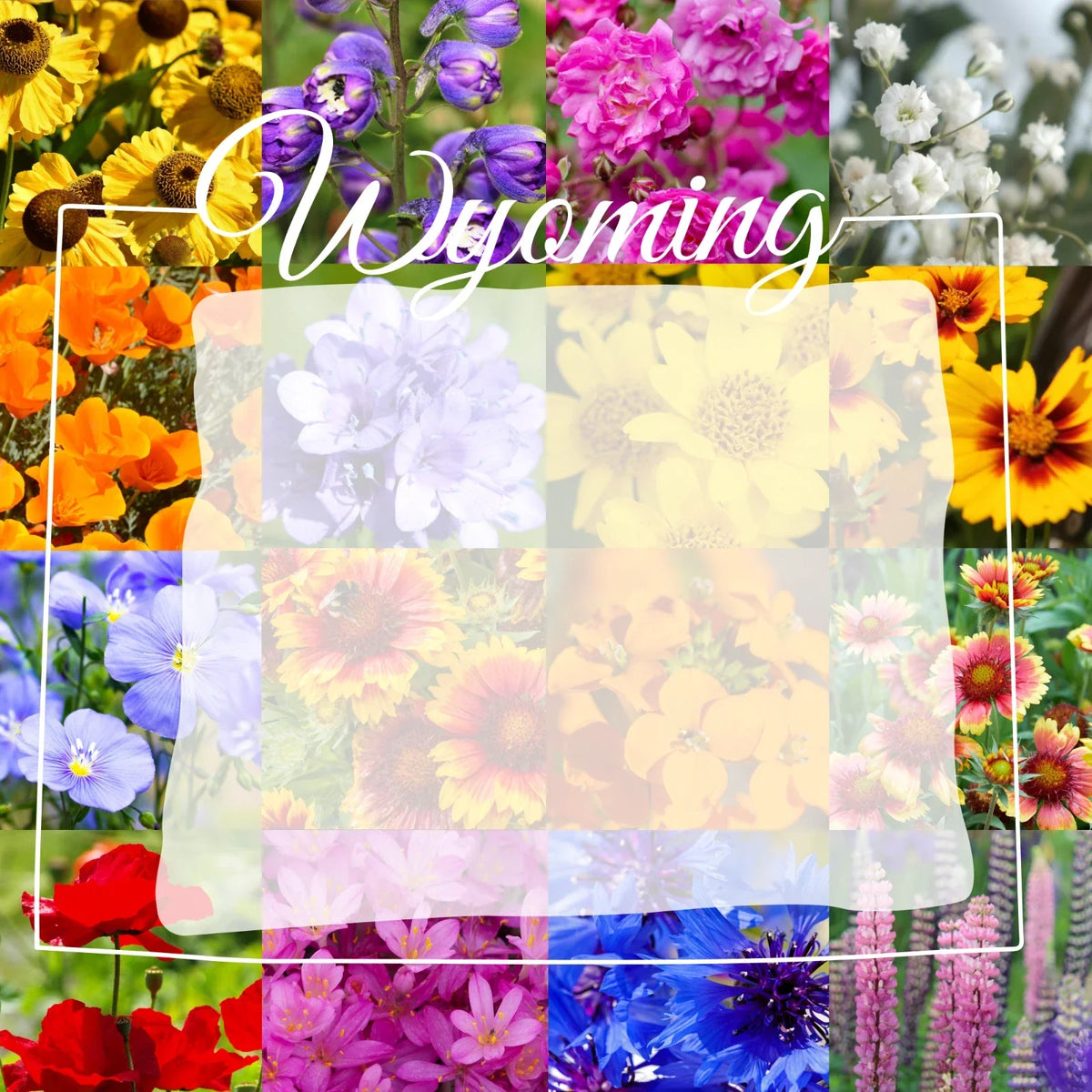 Wildflower Seed Mix 1/4 Pound Bulk Native Wyoming Western Wildflowers for Gardens, Attract Pollinators