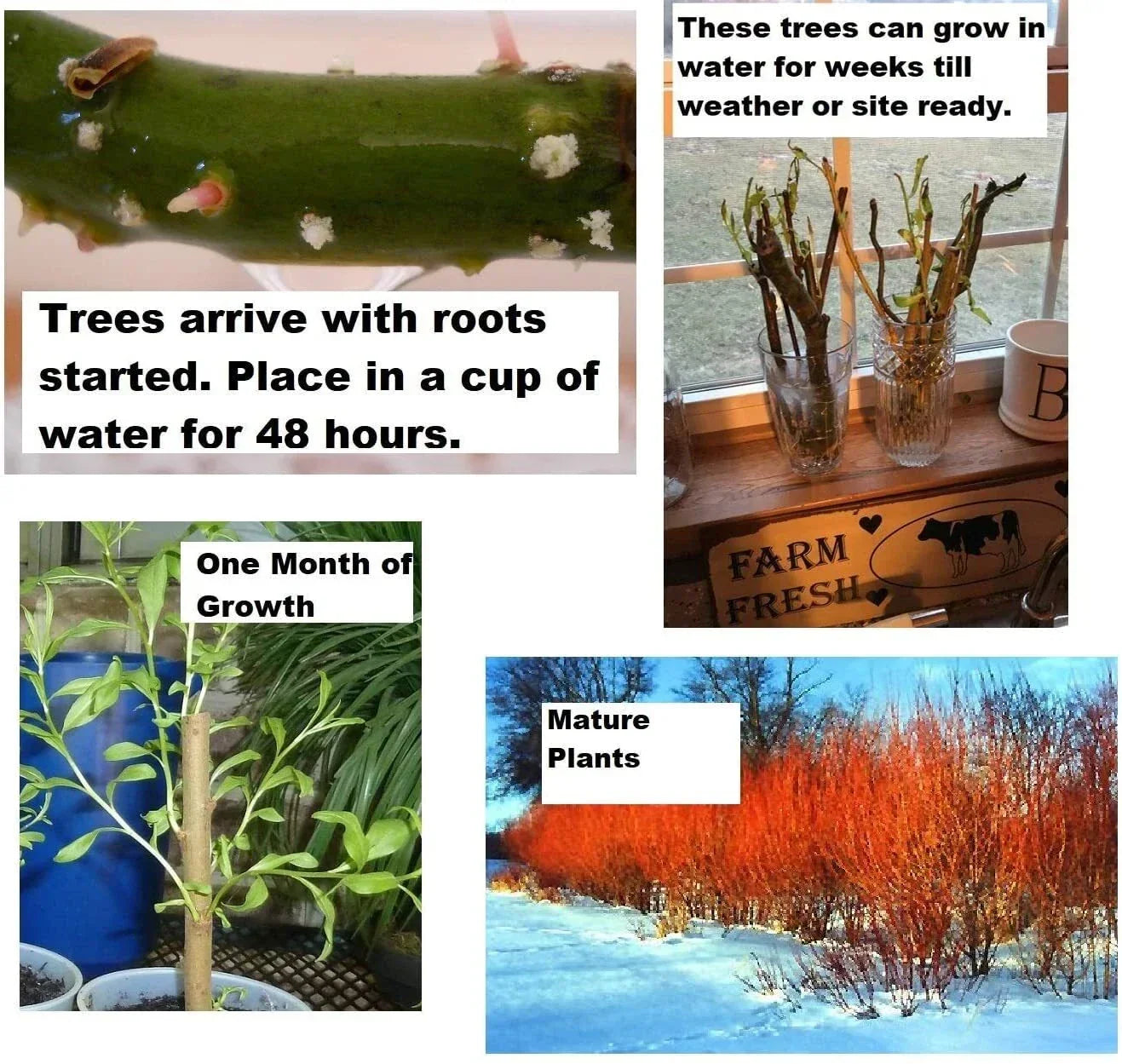 Flame Willow Tree Cuttings - 2 Pack - Vibrant Orange and Red Bark - Salix laurina