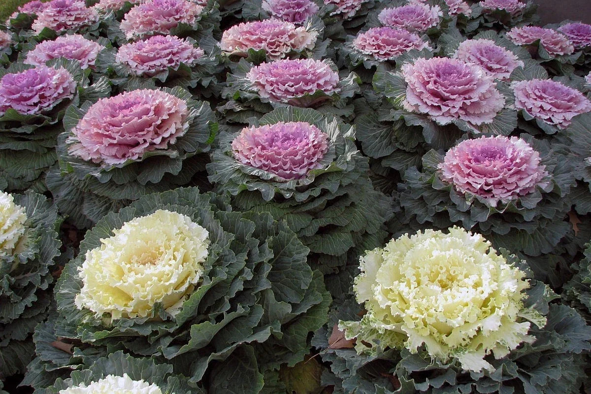 50 Ornamental Kale Seeds Non-GMO Heirloom Brassica oleracea for Garden Beds & Containers