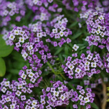 Alyssum Seeds | Purple Violet Queen Heirloom Variety | Free Shipping | Gardening Supplies