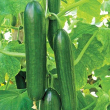 Cucumber Seeds 50+ Ct Heirloom Non-GMO Ashley Long Variety USA