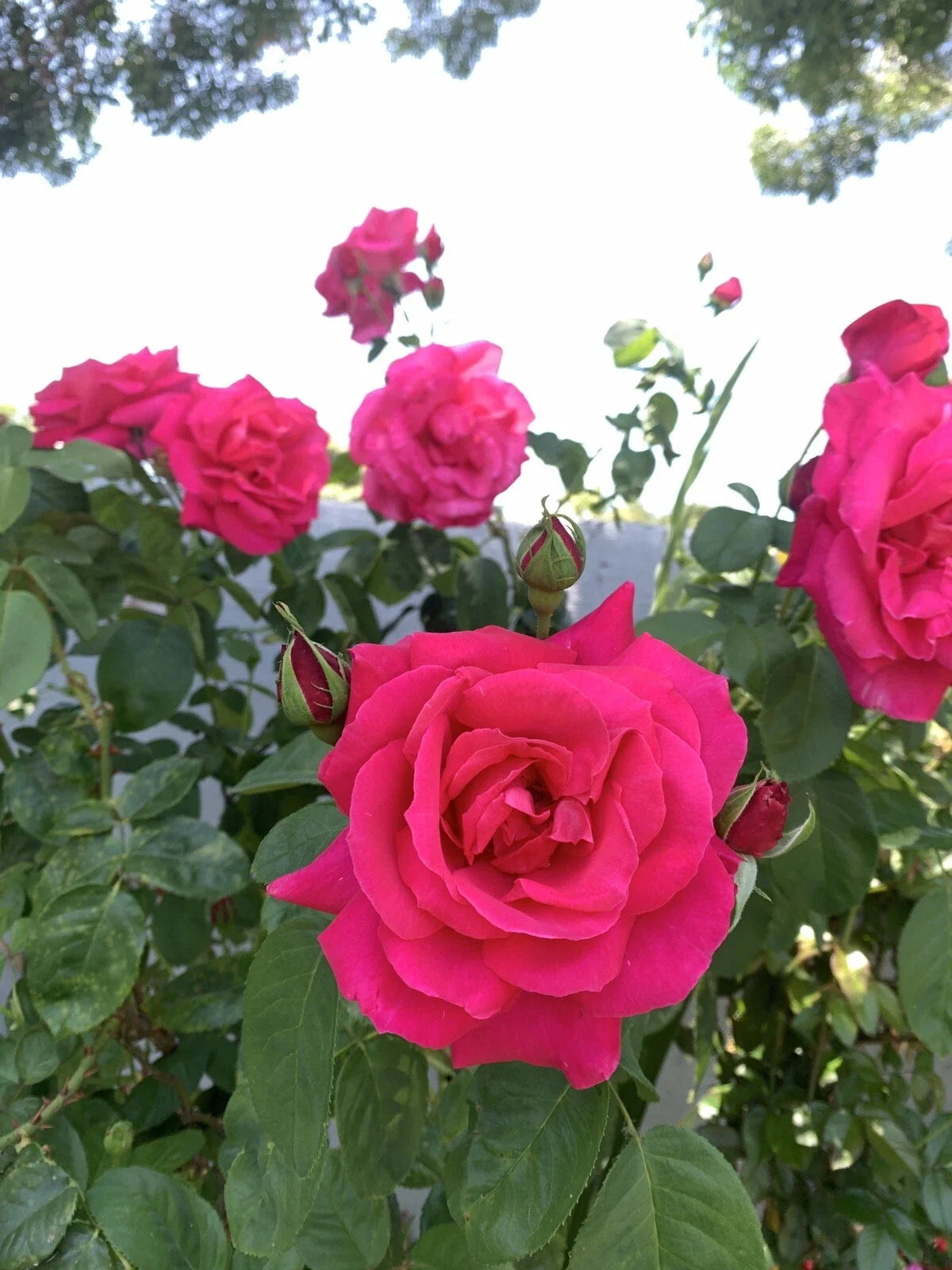 Bright Pink Fragrant Rose Cuttings – 6 Inch Rosa spp. Garden Propagation No Roots