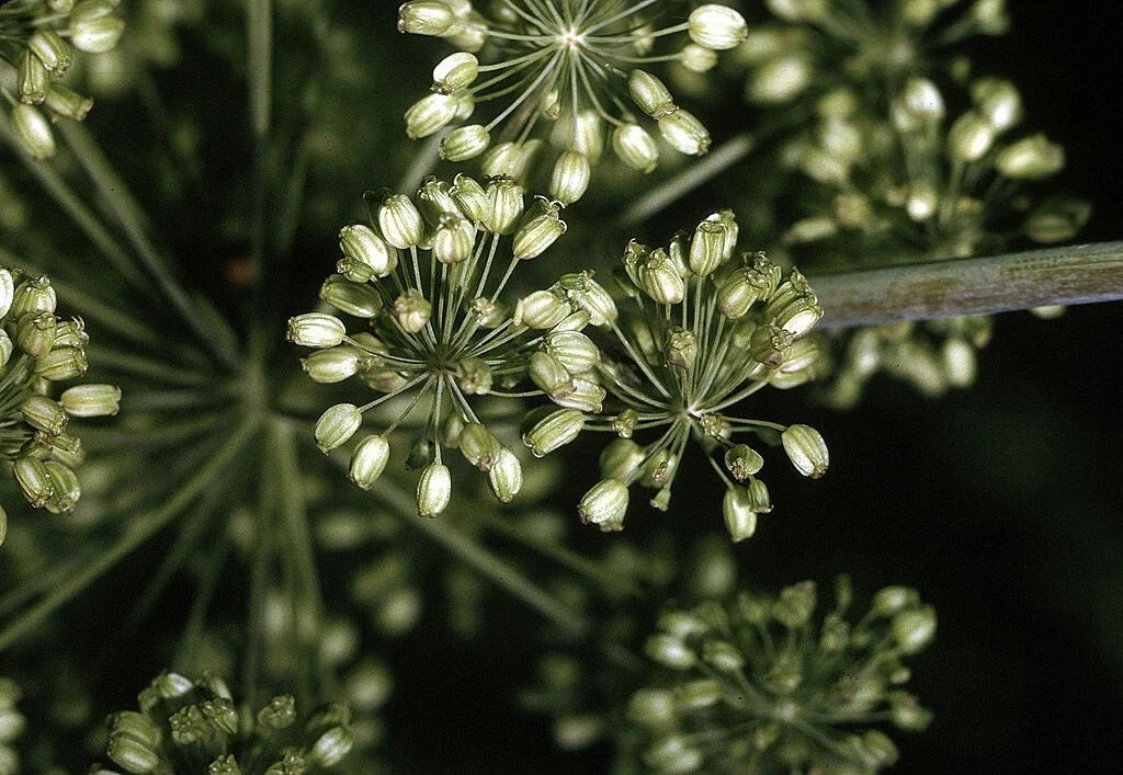 Angelica Seeds - 200 Non-GMO Herb Seeds - Angelica archangelica - Culinary & Garden Plant