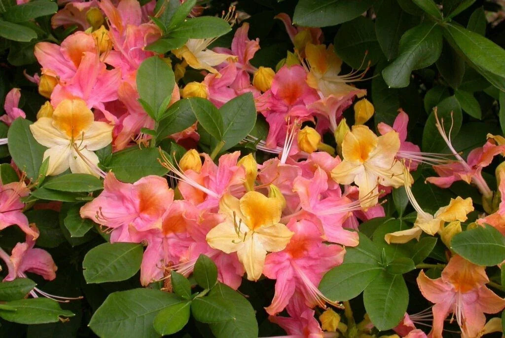 Azalea Rhododendron Plant - Rooted Pink & Yellow Flowers - Garden Rainbow - Shrub for Borders & Containers
