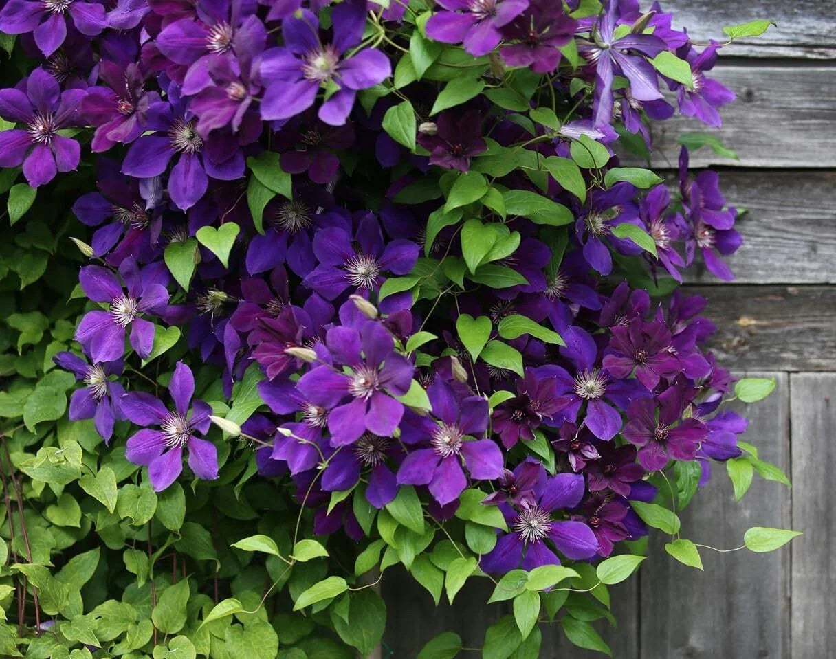 Purple Clematis Seeds - Clematis occidentalis Perennial Climbing Vines for Garden