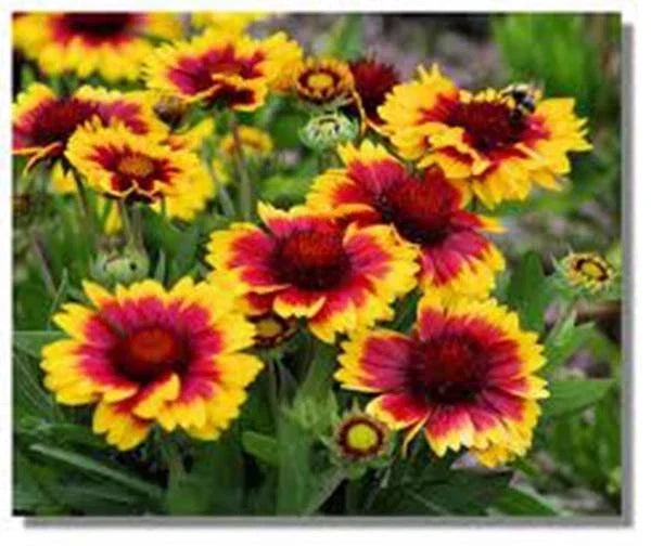 Arizona Sun Blanket Flower Seeds 100 Pack, Gaillardia pulchella, Bright Large Blooms, Drought-Tolerant Perennial for Gardens