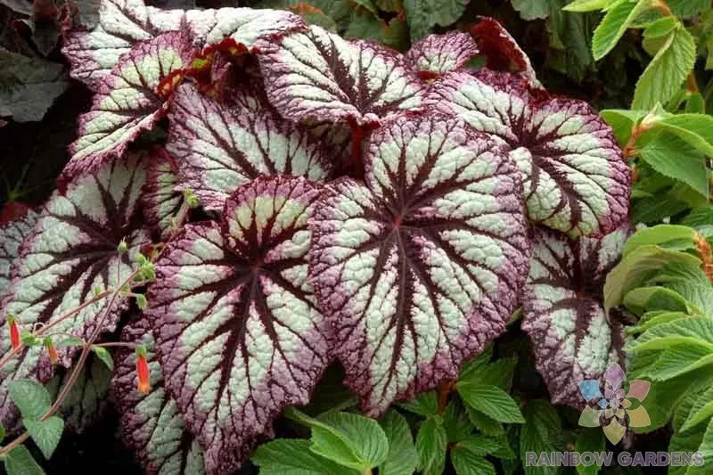 Fireworks Rex Begonia 25+ Seeds - Vibrant Foliage Begonia rex