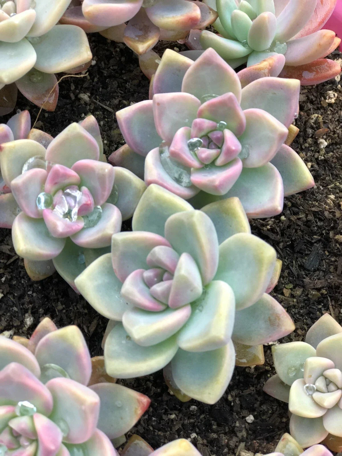 15 Mixed Live Unrooted Succulent Plant Cuttings - 1-2" Varieties for Propagation, Terrariums & Home Decor