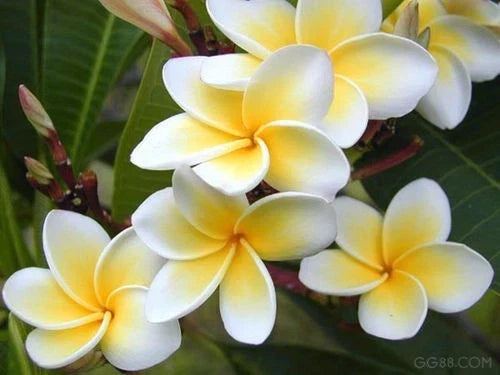 Rooted Plumeria Plant - Celadine Variety - Tropical Frangipani in 4-Inch Pot - Garden, Indoor, Patio Decor