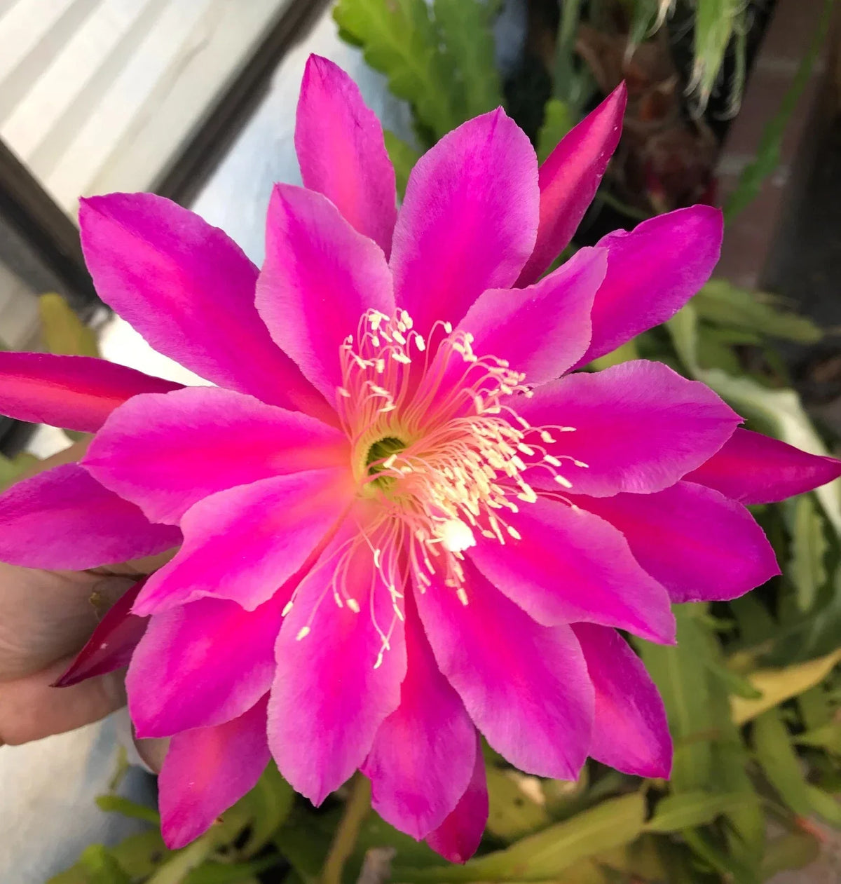 Epiphyllum oxypetalum Cutting – Magenta Orchid Cactus, Trailing, 6-10" Fresh Planting Material