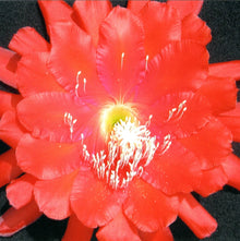 Epiphyllum Cuttings, "Edith Belle" Orchid Cactus, Don's Cuttings, Tropical Succulent Plant