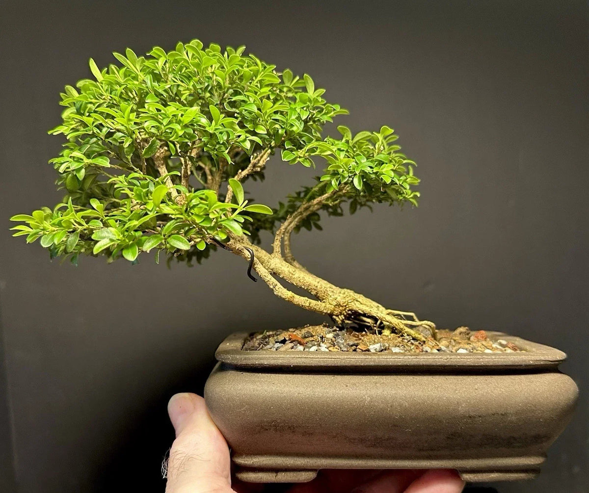 Bonsai Tree 8" Kingsville Boxwood Pre-Bonsai in Chinese Pot Buxus microphylla 'Kingsville'