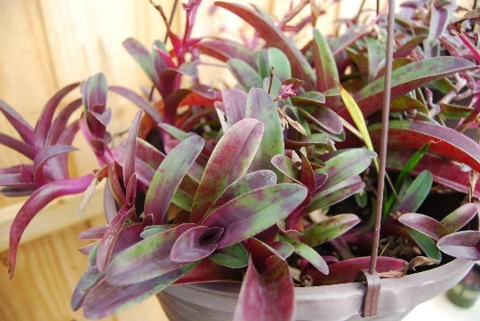 Wandering Jew Cutting - Setcreasea pallida Tampicana - Trailing Indoor Plant Propagation - Purple Heart Foliage