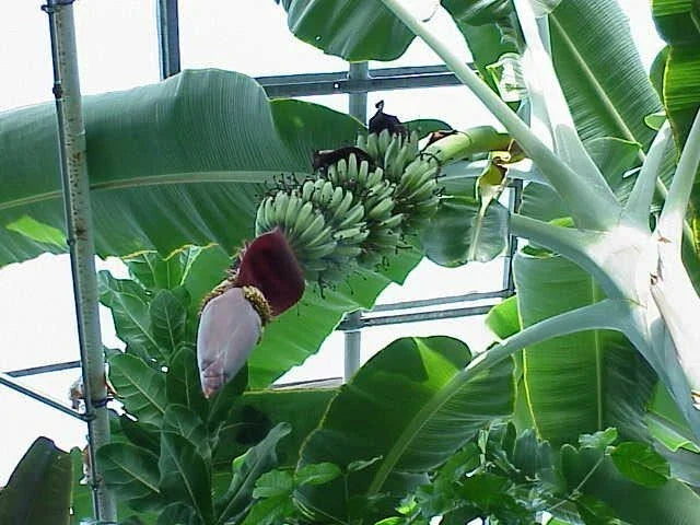 Musa 'Gran Nain' Banana Tree Live Plant – Tropical Fruit Plant for Indoor Outdoor Gardening, Musa acuminata