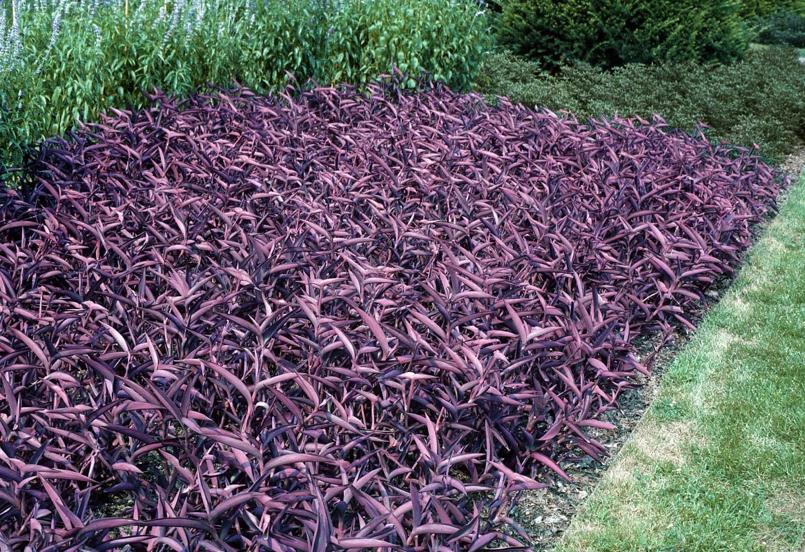 Live Purple Heart Wandering Tradescantia Pallida Purpurea Cuttings – Indoor & Outdoor Houseplants, Easy Care, Trailing, Drought Tolerant
