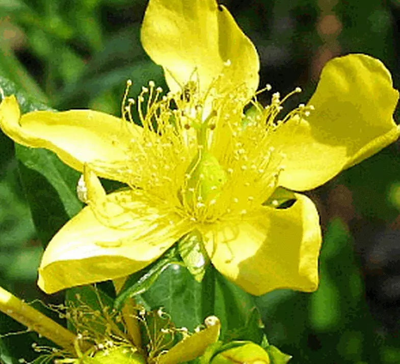St John's Wort Seeds - 500+ Perennial Herb for Garden, Hypericum perforatum, Bright Yellow Flowers, Attracts Pollinators