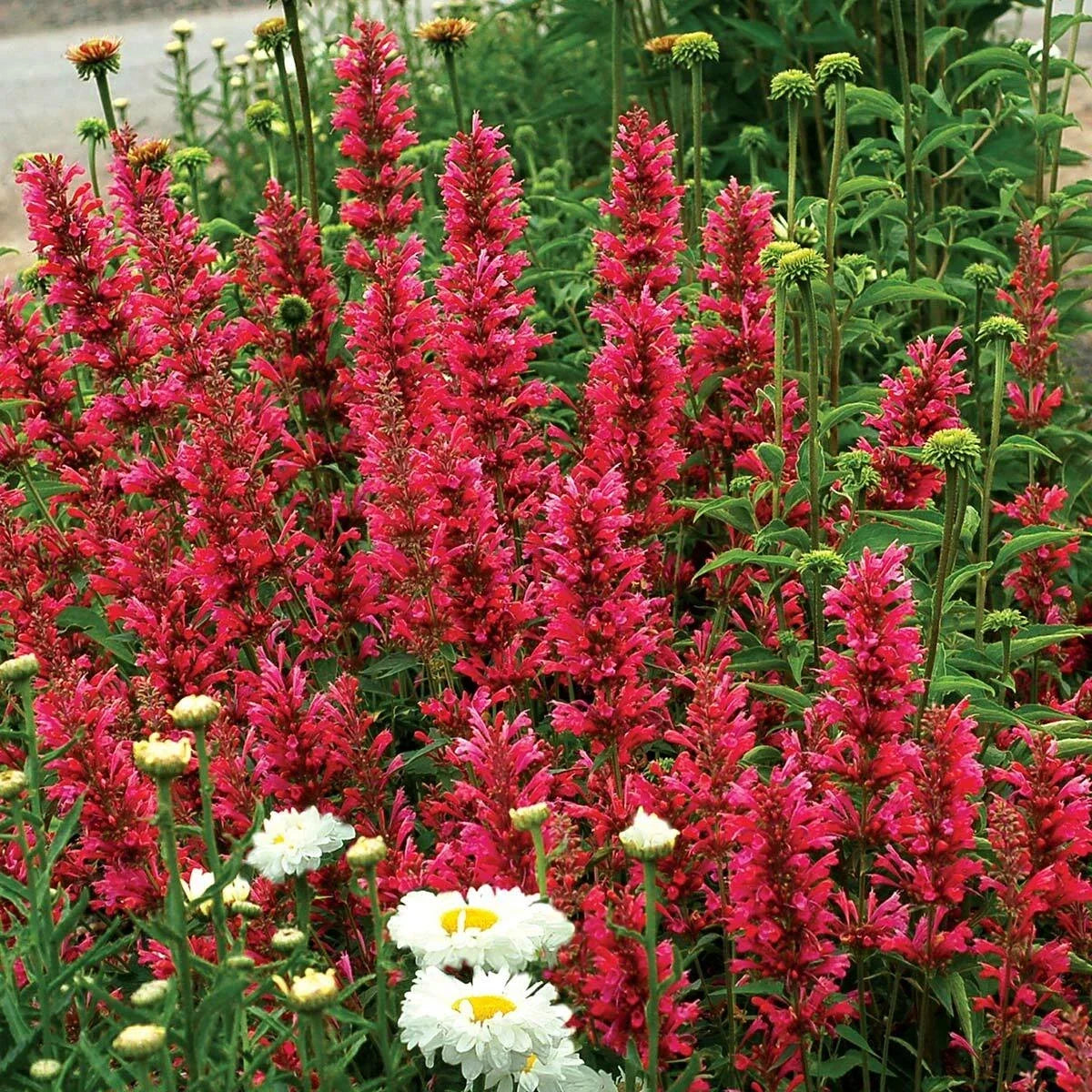 Raspberry Hyssop Seeds - 100 Perennial Flower Seeds - Agastache rugosa - Purple Blooms for Pollinators