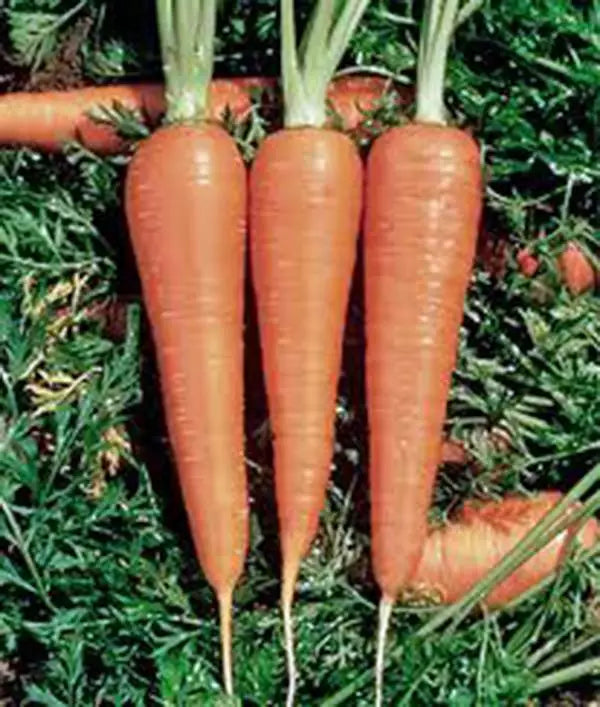 Heirloom Carrot Seeds - Danvers 126 Variety - Organic Vegetable Seeds for Home Gardening - 50+ Seeds