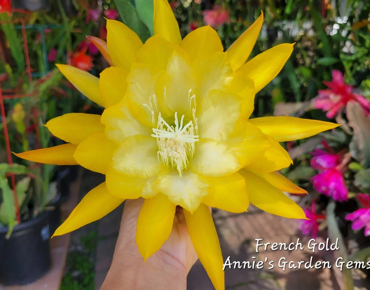 Epiphyllum French Gold Unrooted Cuttings – 8-10 Inches, Yellow Fragrant Blooms, Epiphyllum hybrid for Indoor & Outdoor Gardening