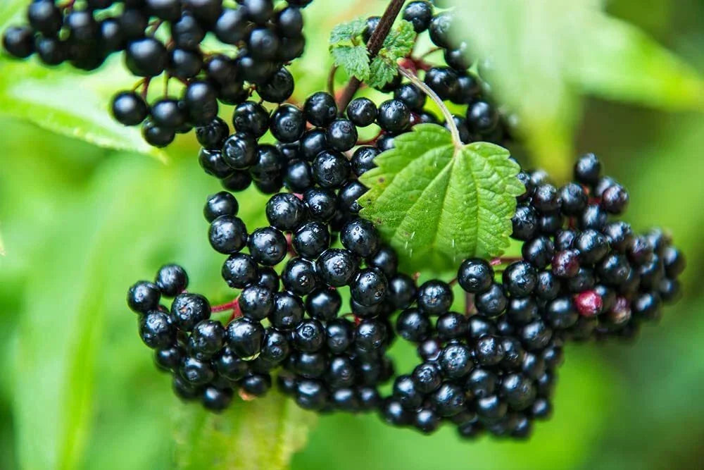 Fresh Elderberry Cuttings - 2 Black Bearing Sambucus nigra Cuttings for Planting