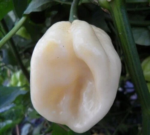 White Habanero Pepper Seeds - 20+ Capsicum chinense Hot Vegetable Seeds for Salsas & Spicy Dishes