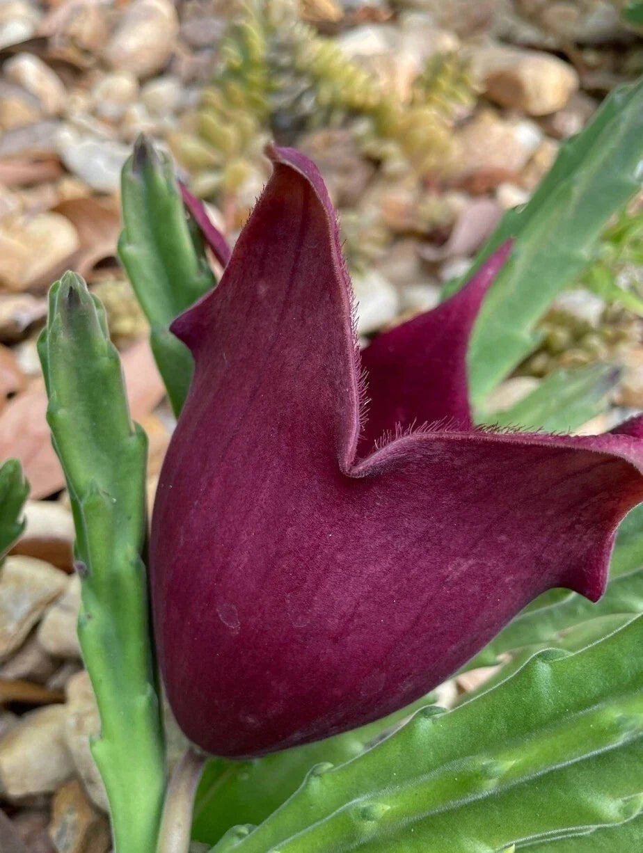 Black Bell Stapelia Succulent Plant - Huernia leendertziae Rooted Starter, Rare Drought-Tolerant Indoor Outdoor Plant