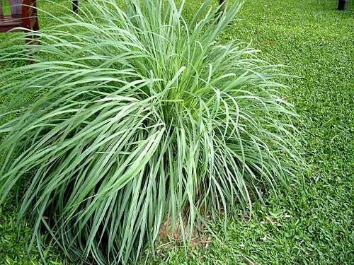 Lemongrass Plants 5 Pack - Organic Cymbopogon citratus Perennial Herb for Cooking & Tea