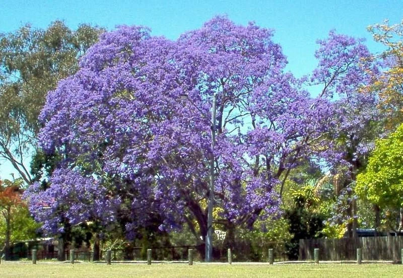 Jacaranda Mimosifolia Tree Seeds – Blue Flowering, Deciduous, Pack of 50 Seeds, Garden, Landscape, Fast-Growing, Free Shipping