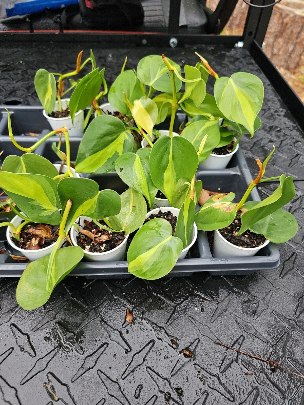Brazilian Pothos Plant - Variegated Cordatum - Live Rooted Indoor Houseplant - Epipremnum aureum 'Brasil'