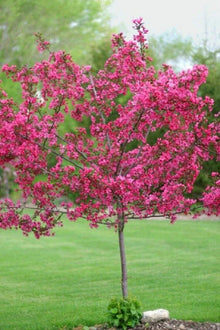 Dwarf Pink Dogwood Tree Seeds - 5+ Pack - Cornus Florida Fubra - Hardy Flowering Fall Color
