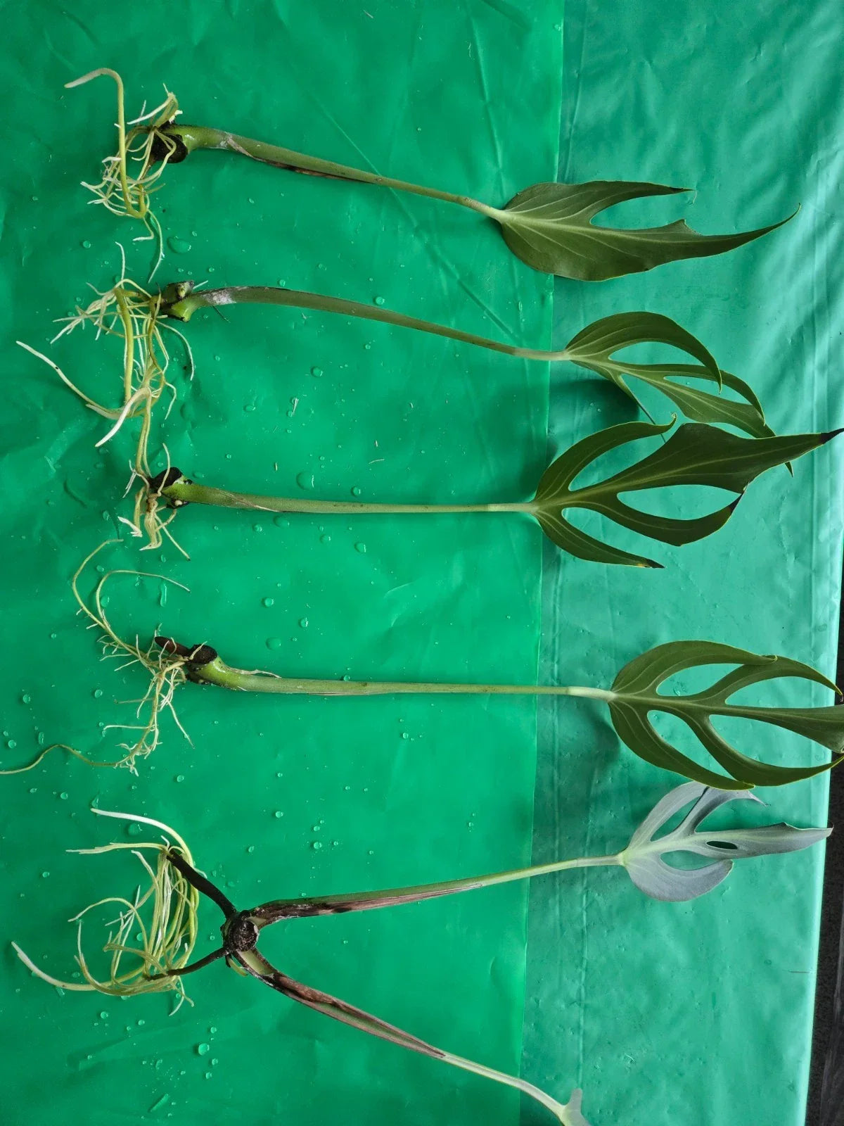 Monstera Burle Marx Rooted Cutting - Flame Variegation, Tropical Houseplant, Monstera sp.