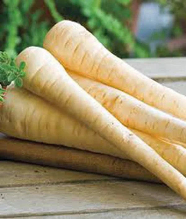 Parsnip Seeds 100 Count Heirloom Non-GMO Pastinaca sativa for Home Garden, Long Roots