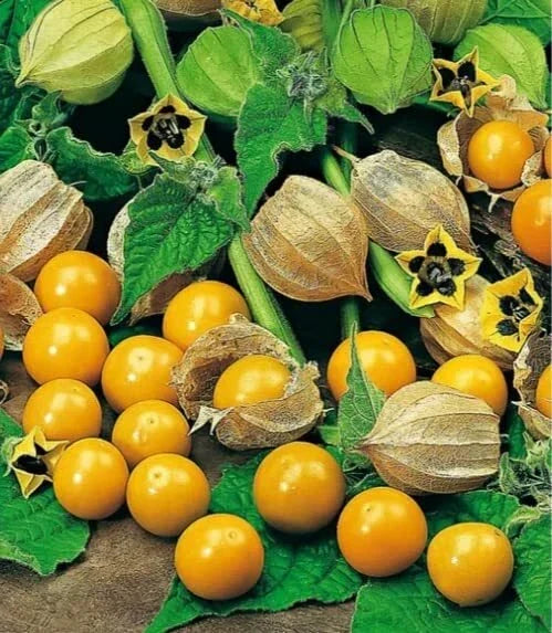 Pineapple Tomatillo Seeds (50) - Heirloom, Easy to Grow, Unique Flavor