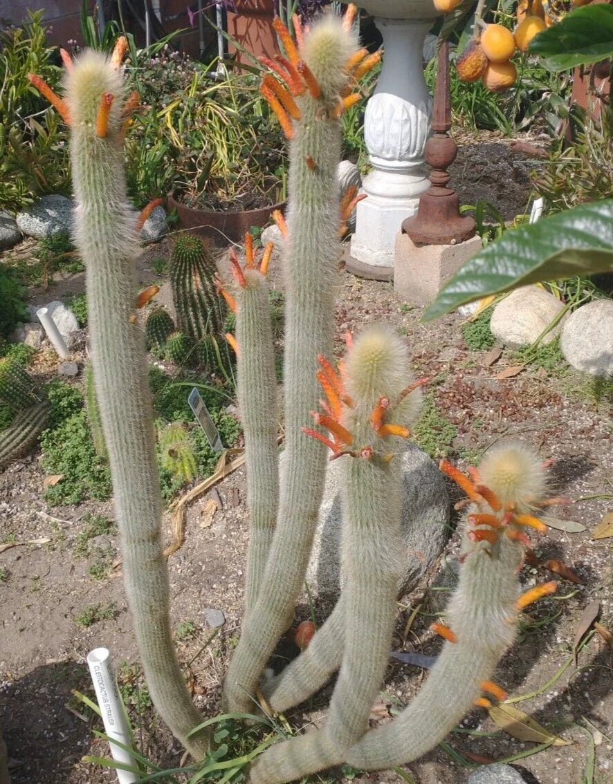 Cleistocactus Hyalacanthus Frosty Torch Silver Rooted Cactus Plant with Double Arms, Rare Orange Variegation, Succulent, Indoor Outdoor