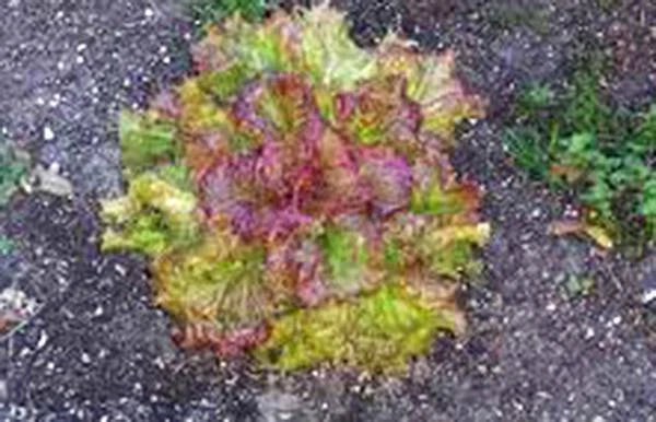 Lettuce Seed, Leaf Lettuce Prizehead, Heirloom, Non-GMO, 50+ Seeds, Organic Gardening, Salad Greens