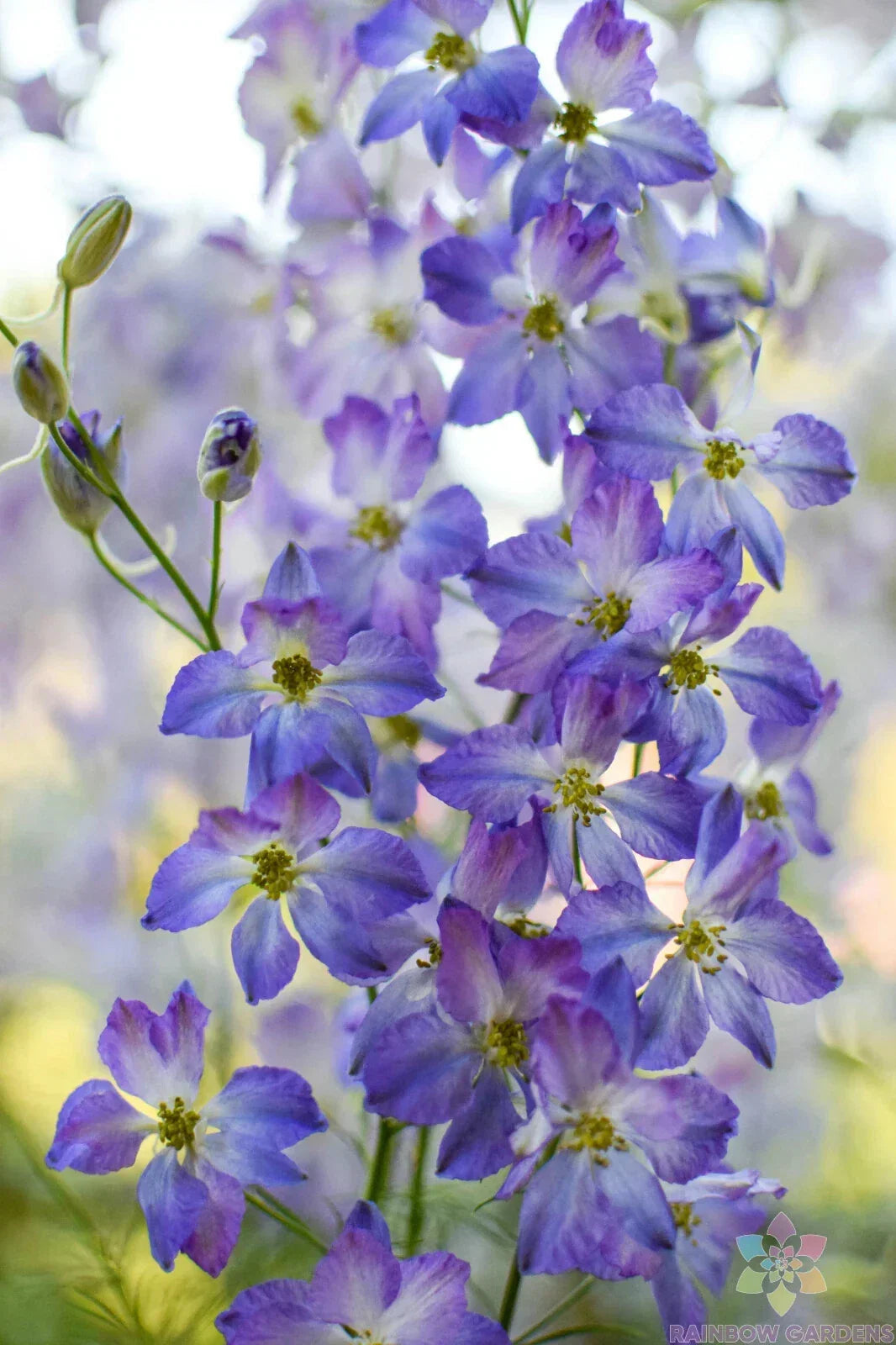 Frosted Skies Delphinium Seeds - 200+ Pack - Delphinium elatum - USA Grown